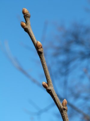 Castanea sativa 'Variegata' - kaštanovník jedlý - pupen2